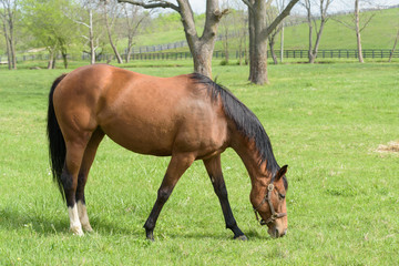 Thoroughbred Horses of the Kentucky Bluegrass