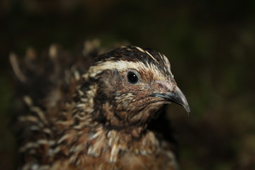 bird of prey