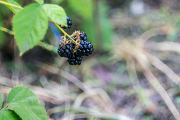 Blackberry berries are on the bush.