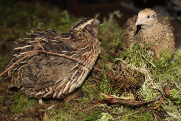 birds in the nest
