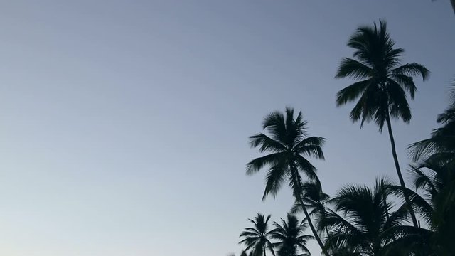 Pam trees waving in caribbean wind - Tropical destination - Exotic vacations concept