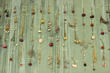 Wall decor dry flowers. Herbarium on the wall. Dry flowers glued to the wall