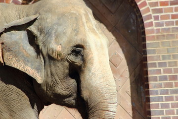 Closeup of Asien Elephant in Zoo Leipzig
