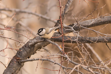 Mountain Chickadee