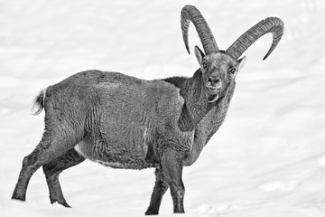 Stambecco delle Alpi (Capra ibex) - obrazy, fototapety, plakaty