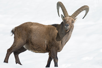 Stambecco delle Alpi (Capra ibex)