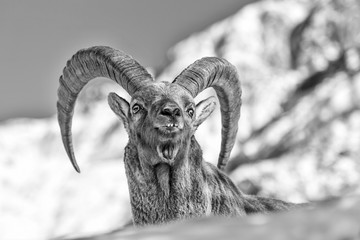 Ritratto del re delle Alpi, stambecco alpino (Capra Ibex)