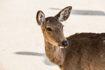 Deer on the beach in Miyajima Japan