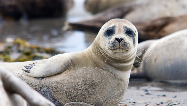 Horsehead seal on Helgoland Island, German Bight, Germany