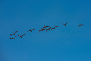 Flying white whooping swans, Altay, Siberia Russia