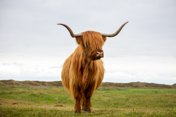 bull wiht long horns and hairy face of the scottish highlander lonesome standing and looking towards camera