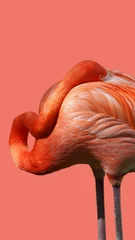 Keuken foto achterwand Koraal flamingo gescheiden op de kleur van het jaar 2019 achtergrond - levend koraal