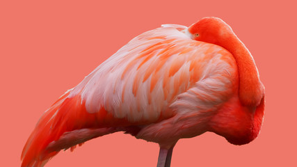 Flamingo getrennt auf der Farbe des Jahres 2019 Hintergrund - lebende Koralle © Gerold Nowak