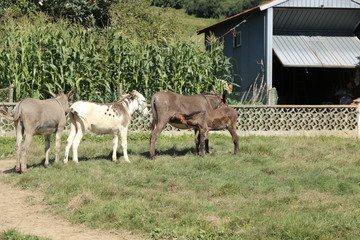 Burros