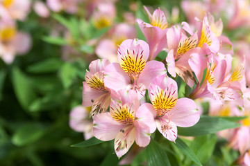 アルストロメリアの花