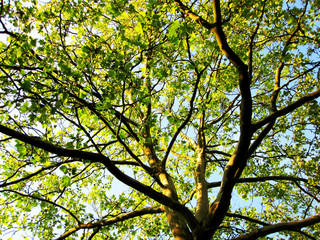 Baum
