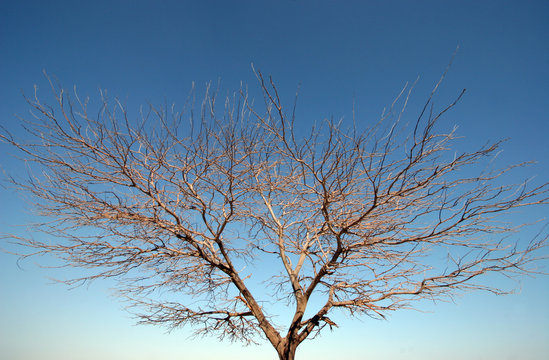 Bare tree on sky background