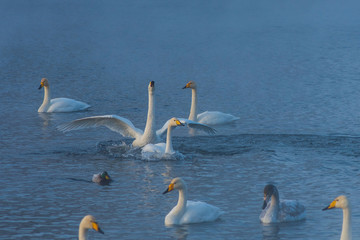 Fighting white whooping swans swimming in the nonfreezing winter lake. The place of wintering of swans, Altay, Siberia, Russia.