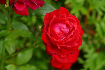 Rote Rose