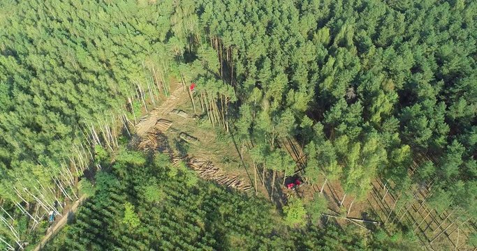 The forestry industry. Pine Forest Harvesting Machine. Logging Equipment. The harvester lumberjack working in a forest. Forest Wheeled Harvesters. A cut-to-length (CTL) forest harvester. 