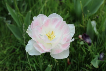 Withe and pink tulip