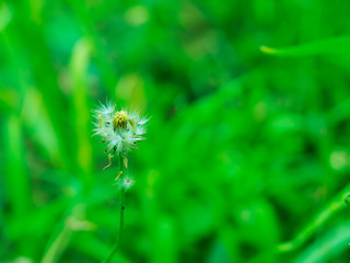 Grass flowers are blooming in the forest.