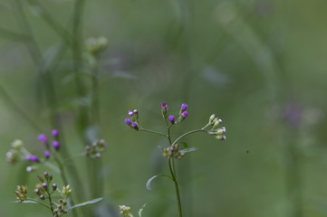 blue flowers on green background