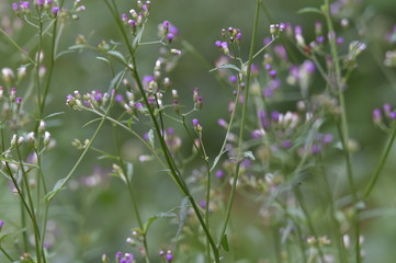 purple flowers in the garden