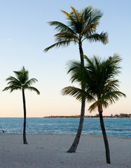 Fototapeta na wymiar Nassau palm trees