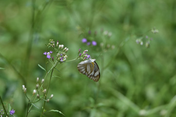 butterfly on flower