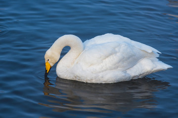 Naklejka premium Beautiful white whooping swans swimming in the nonfreezing winter lake. The place of wintering of swans, Altay, Siberia, Russia.