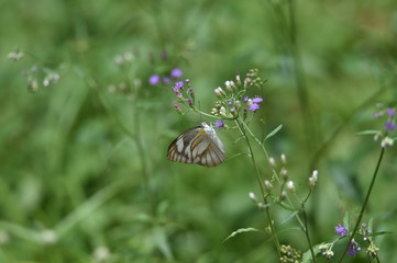 butterfly on flower