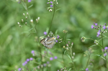 butterfly on flower