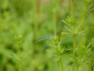 Blue dragonfly against blurred green background in spring. It folds the wings along the body both in flight and at rest