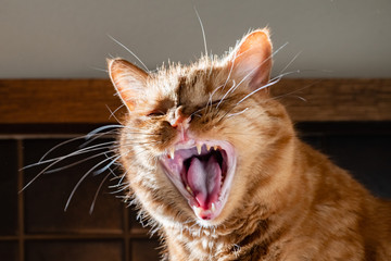 Adult orange cat with its mouth wide open; yellow teeth and tartar visible on the teeth, sign of...