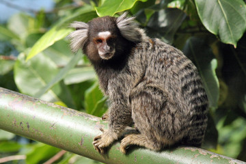 Mico-estrela