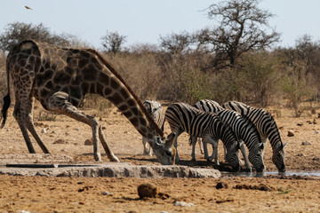 Fototapeta na wymiar Giraffen und Zebras an einem Wasserloch