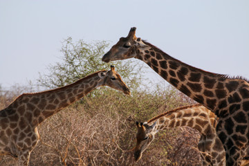 Giraffenhälse durcheinander