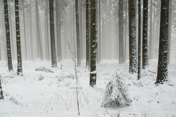Winter landscape trees under snow