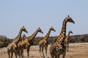 Eine Herde Giraffen an einem Wasserloch in Namibia