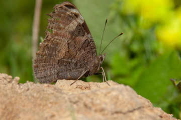 Obraz premium Butterfly Flower Green