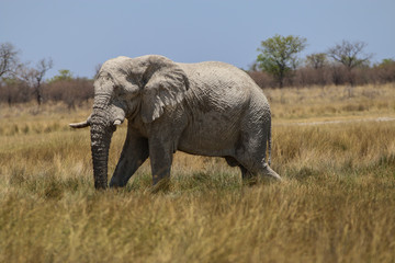 Obraz premium Elefantenbulle im Etosha-Nationalpark