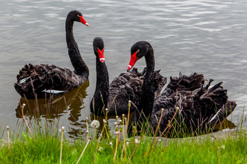 Obraz premium Three black swans swimming in a pond near Ostrava, the capital of the Moravian-Silesian Region in the Czech Republic