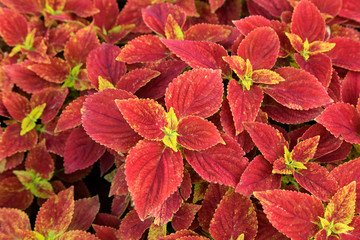 Coleus in the botanical garden