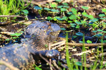 focus on alligators eyes