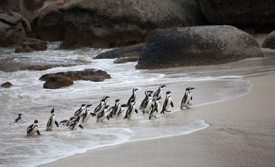 Colony African penguin (Spheniscus demersus) on Boulders Beach near Cape Town South Africa coming back from the sea