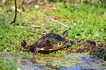 turtle sunning himself with his back feet out