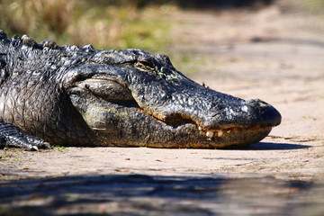 Massive alligator head