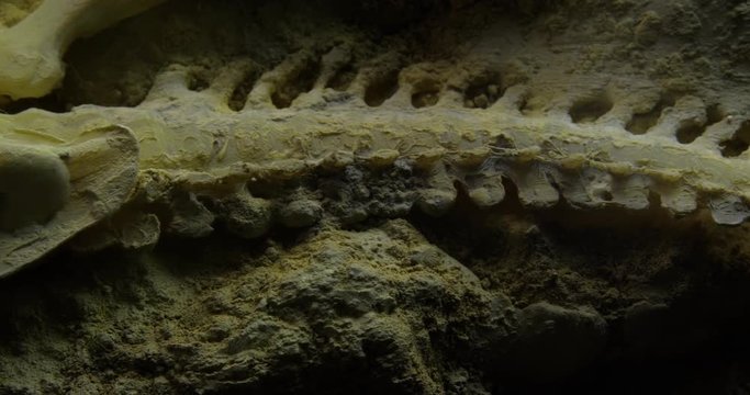 Abstract macro composition. Excavating bones dinosaur in the sand, Skeleton and archaeological find. 4k. 