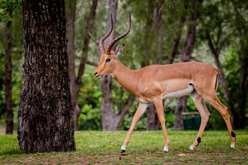 Impala walking at a golf course in Buffalo City, Eastern Cape, South Africa